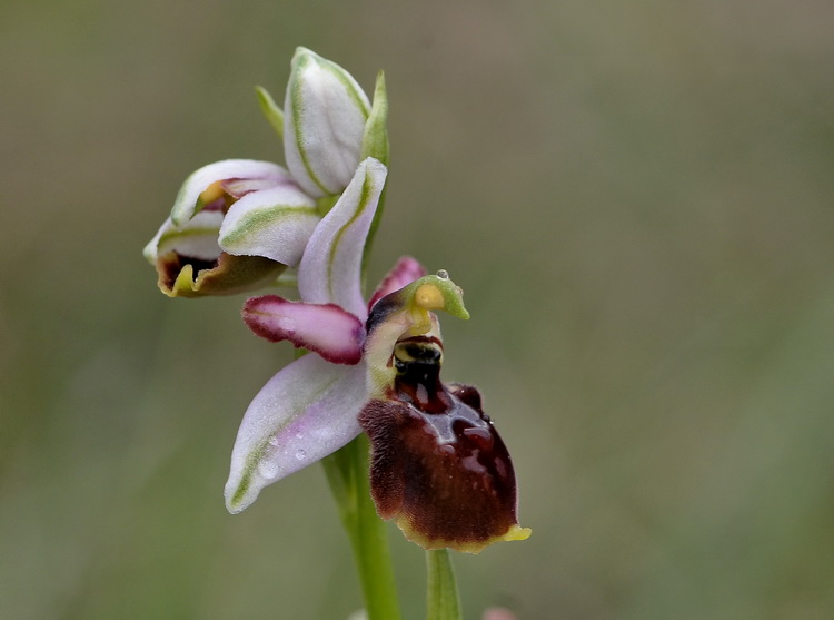 Orchidee del Chianti 2009